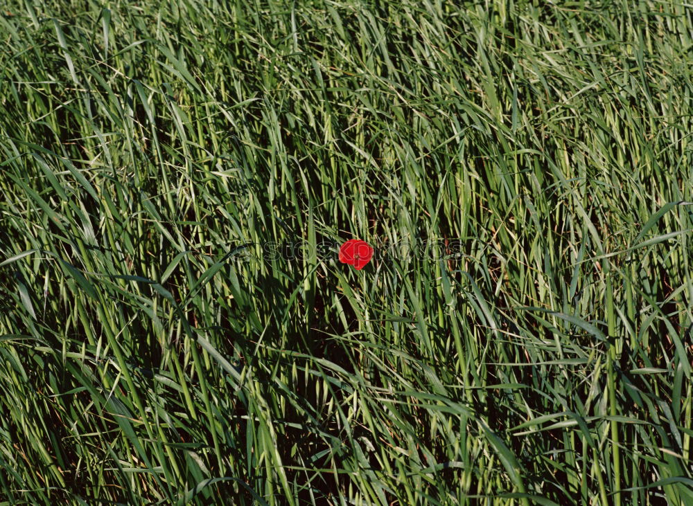 Similar – Mohnblume im Kornfeld Feld