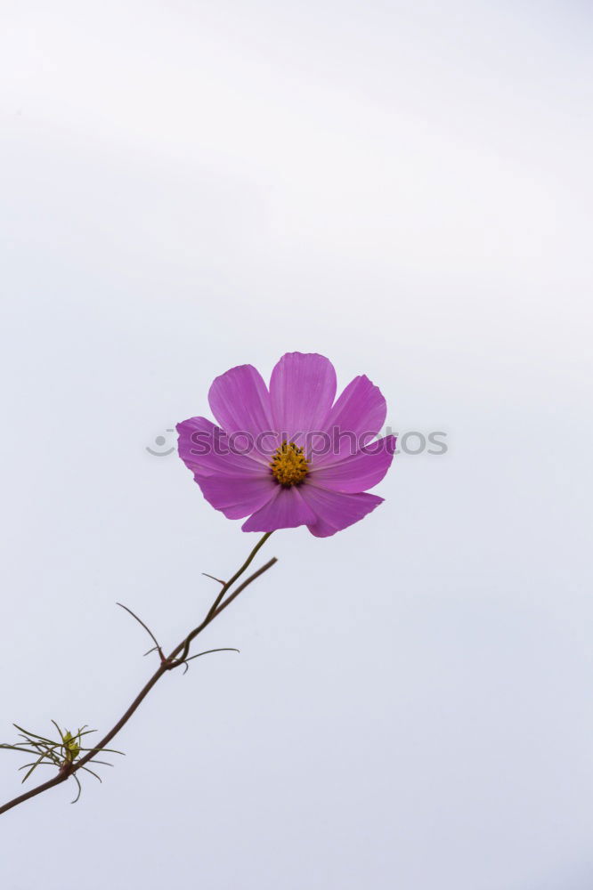 Similar – Foto Bild spring is just around the corner!