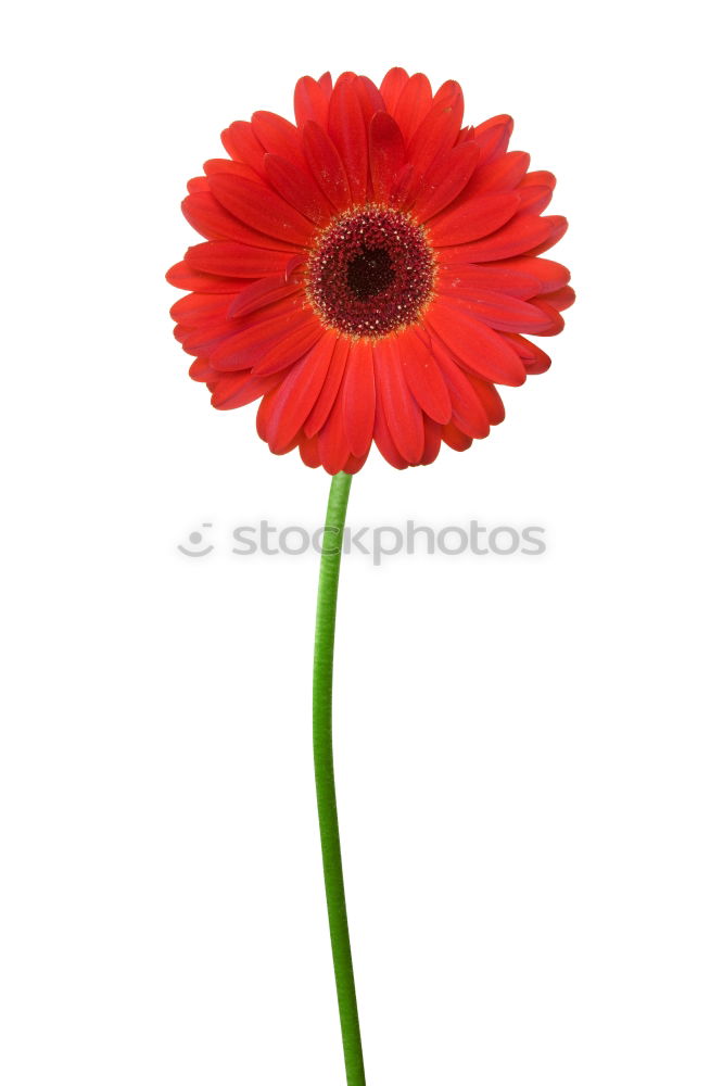 Similar – gerbera Plant Flower