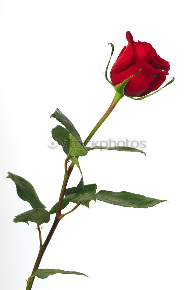 Similar – Image, Stock Photo red rose flower plant