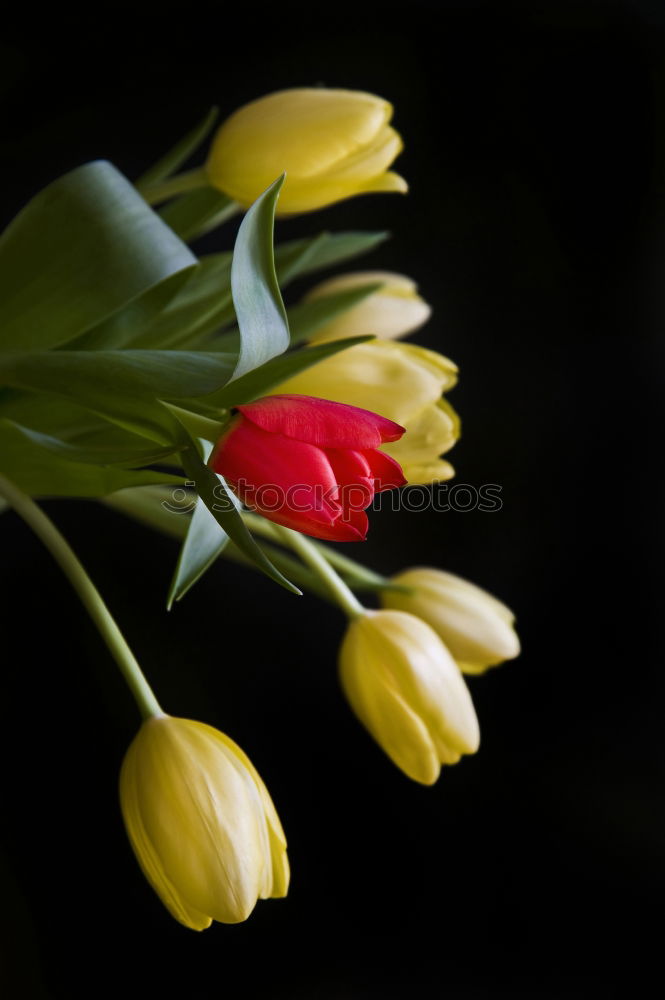 Similar – Foto Bild Kirschblüten Umwelt Natur