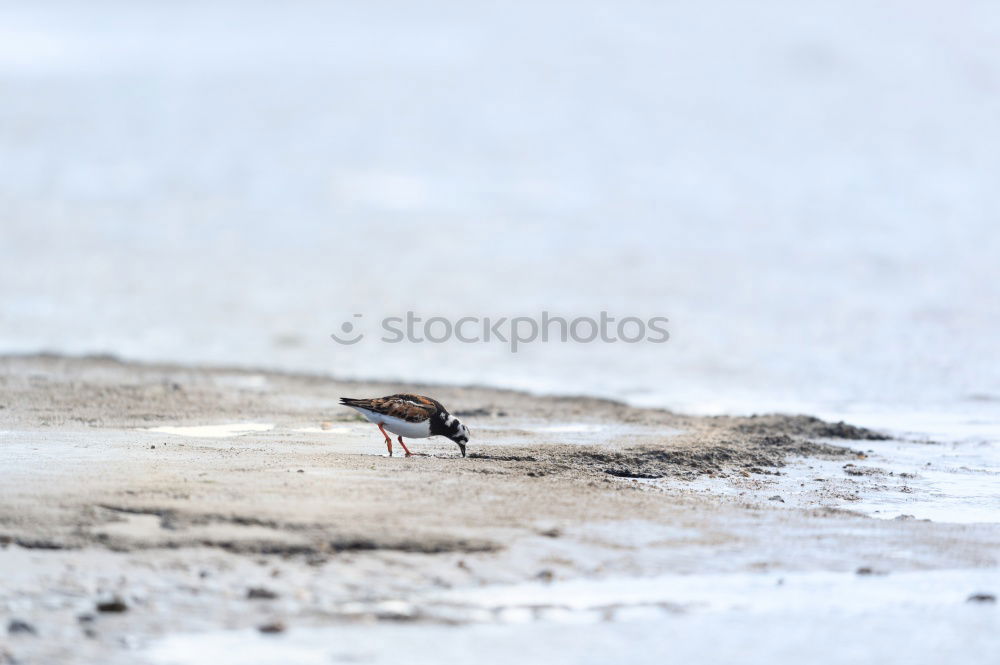 Similar – Foto Bild gemeinsam warten…. Vogel