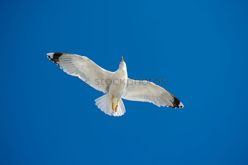 Similar – möwe gut laterne gut Vogel