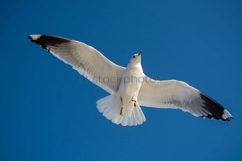 Similar – Flugwetter Möwe fliegen