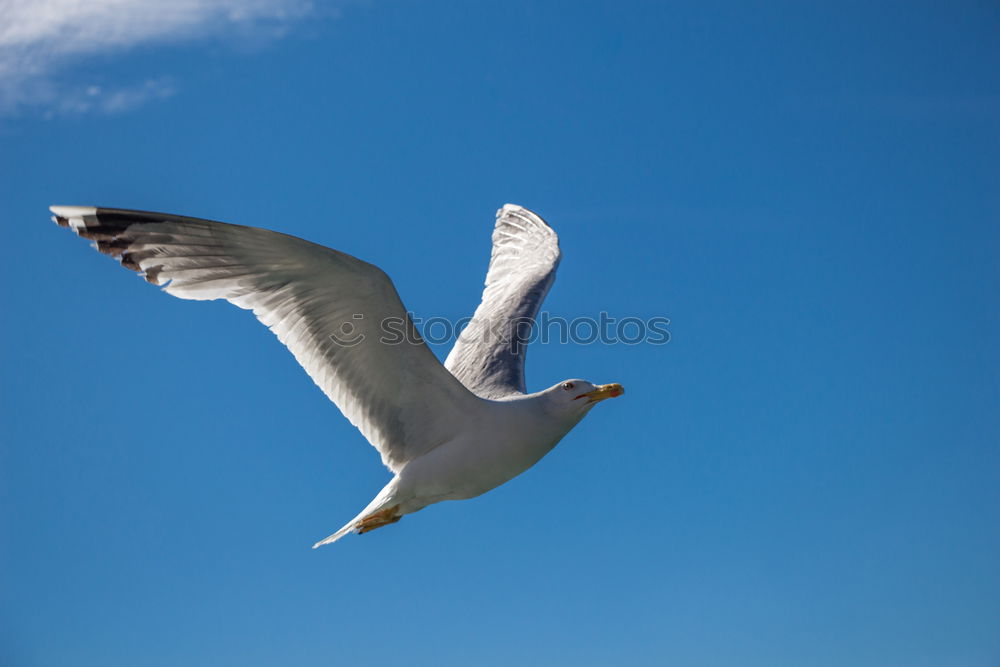 Image, Stock Photo flying gull. Athletic