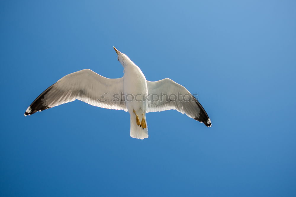 Similar – Möwe mit Ziel vor Augen