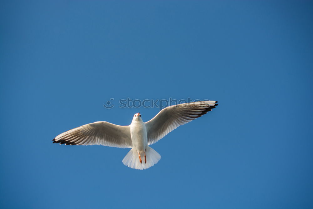 Similar – Image, Stock Photo Two make a summer Seagull