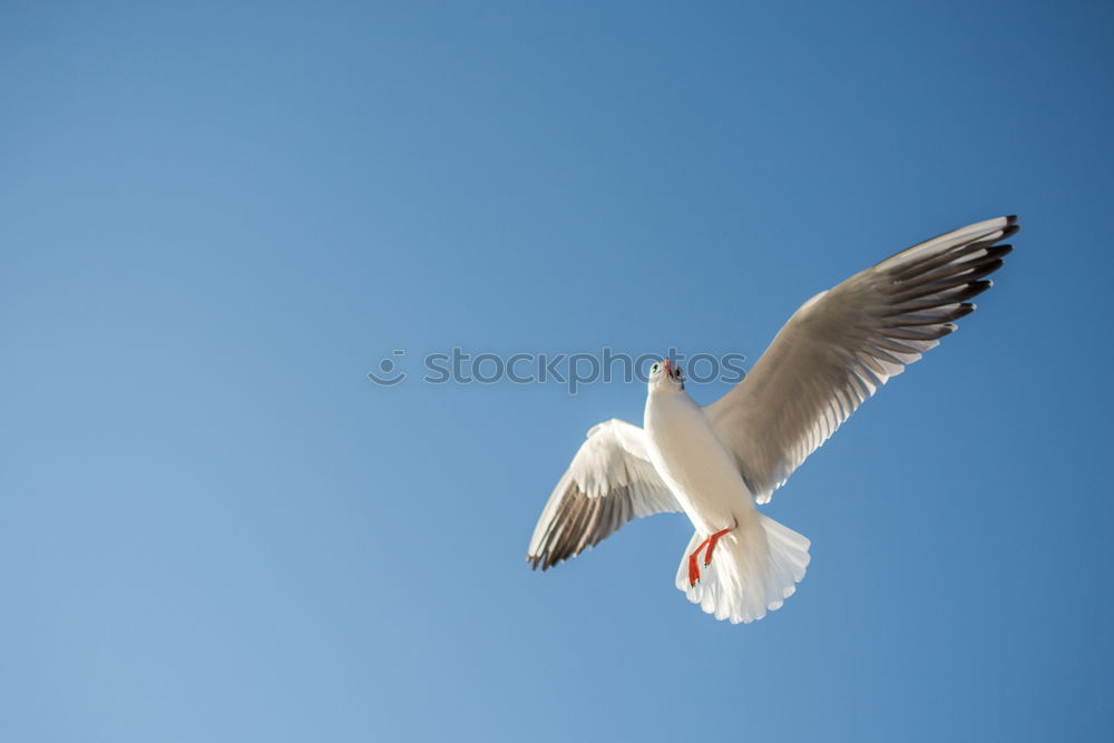 Similar – Image, Stock Photo From the schoolbook for seagull flying lessons