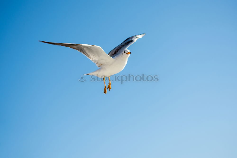 Foto Bild noch ne Möwe Vogel