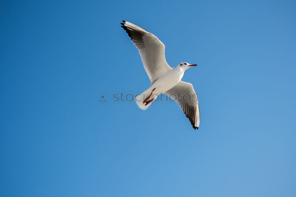 Similar – Image, Stock Photo Fred & Rudi I Bird Air