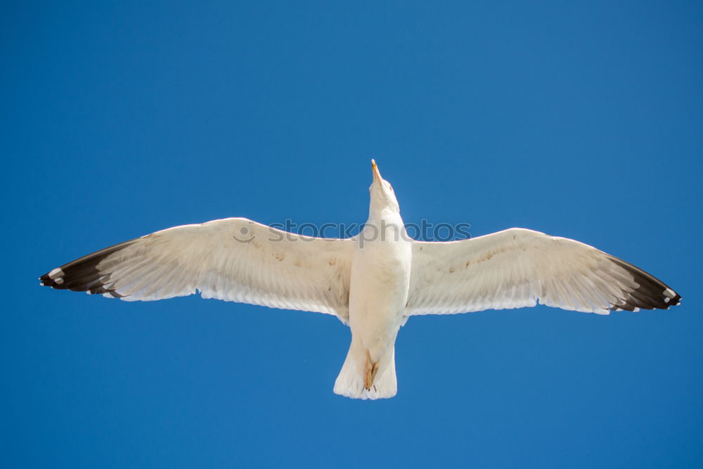 Similar – Boundless freedom Seagull