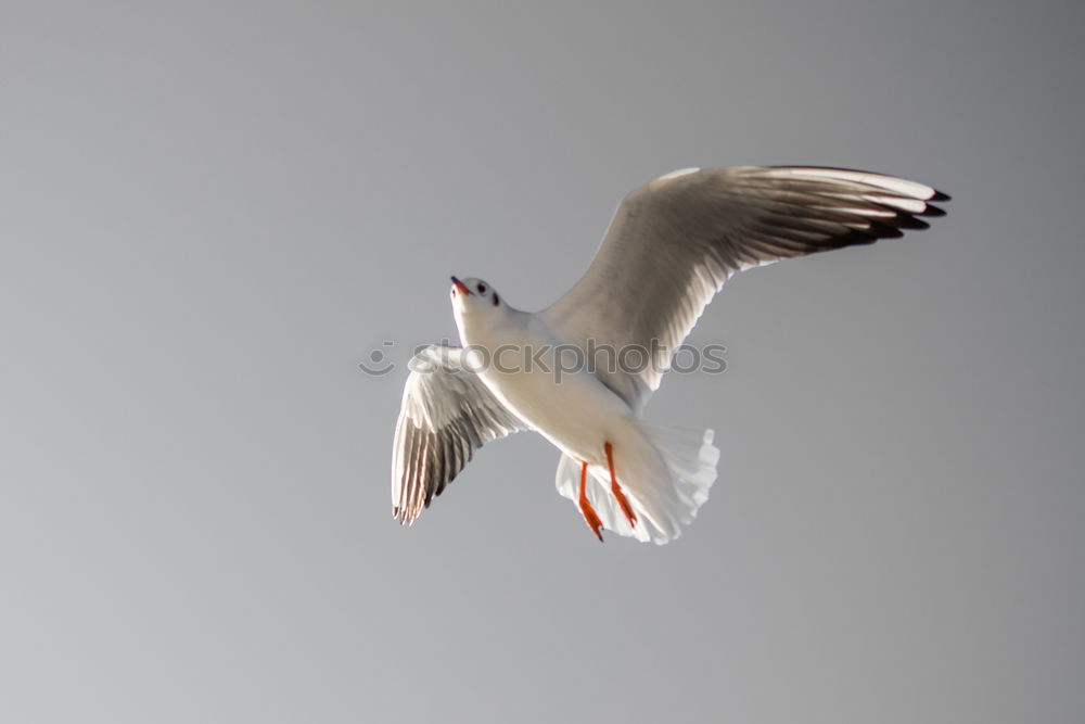 Similar – Image, Stock Photo From the schoolbook for seagull flying lessons