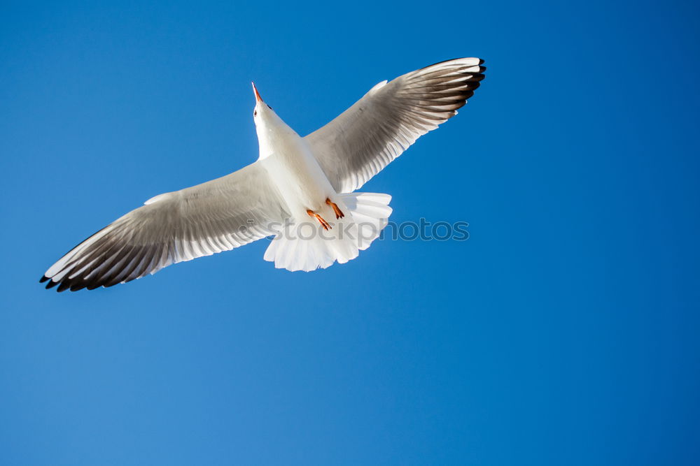 Similar – freedom Seagull White