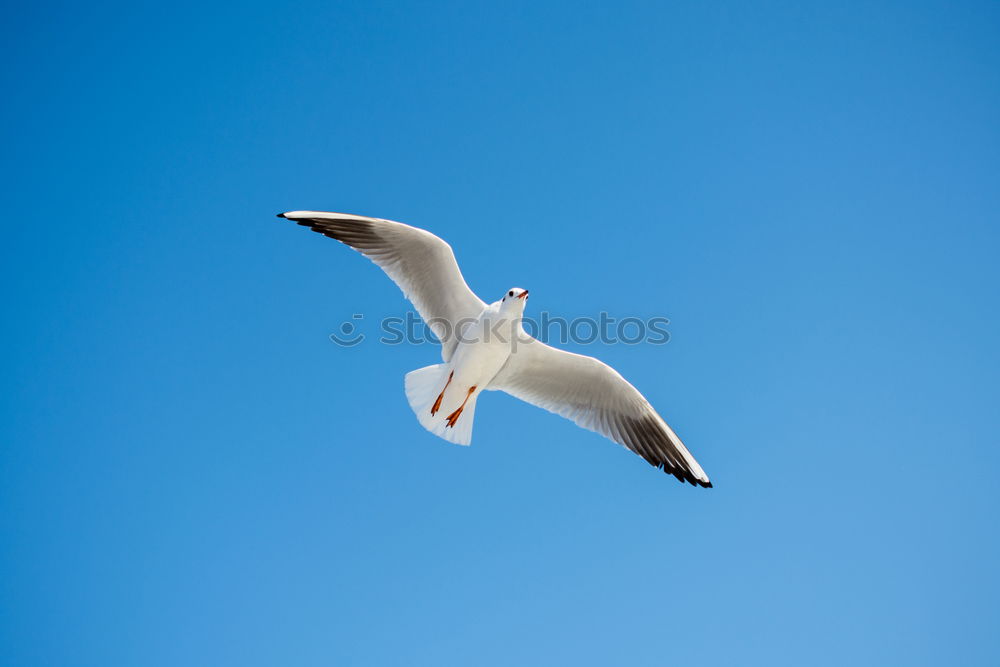 Similar – Möwe mit Ziel vor Augen