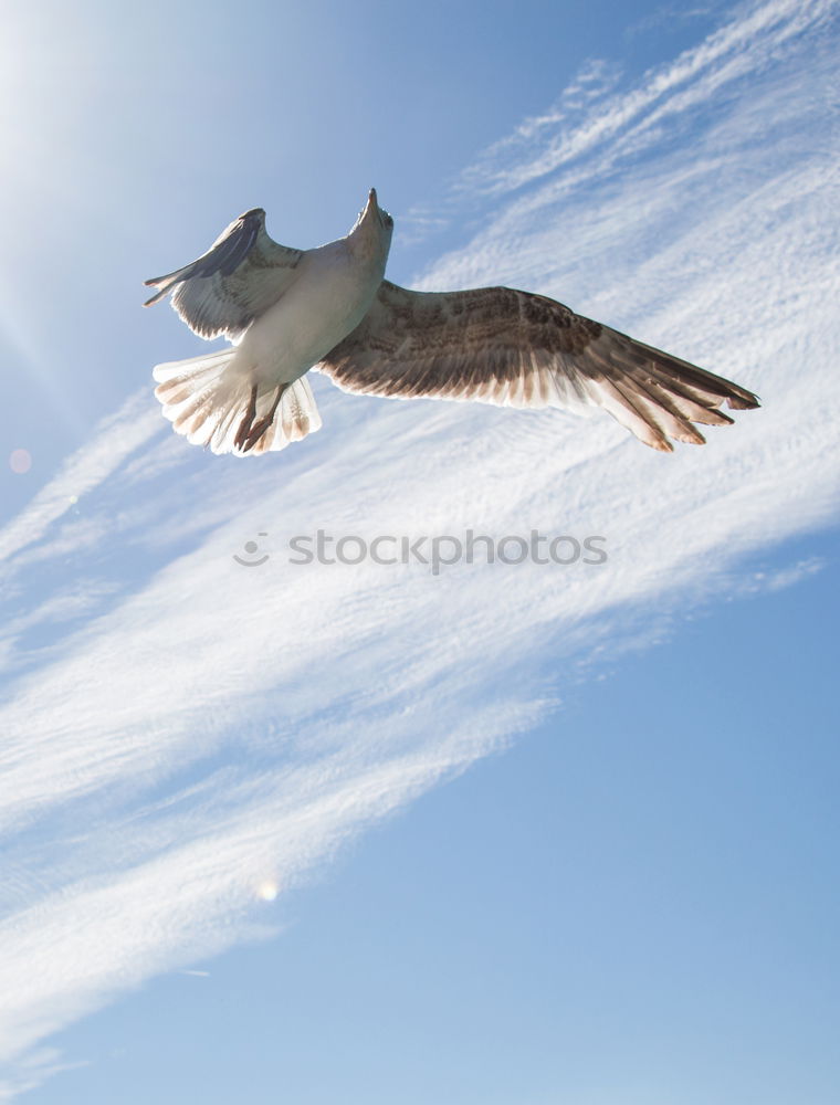 Similar – Image, Stock Photo Leisure time is feeding time (aka The Feeder)