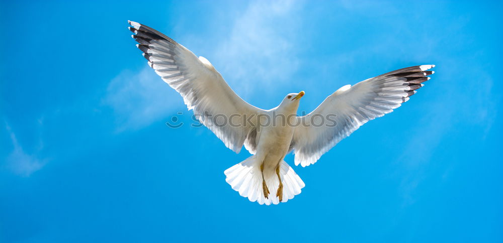 Similar – Image, Stock Photo flying gull. Athletic