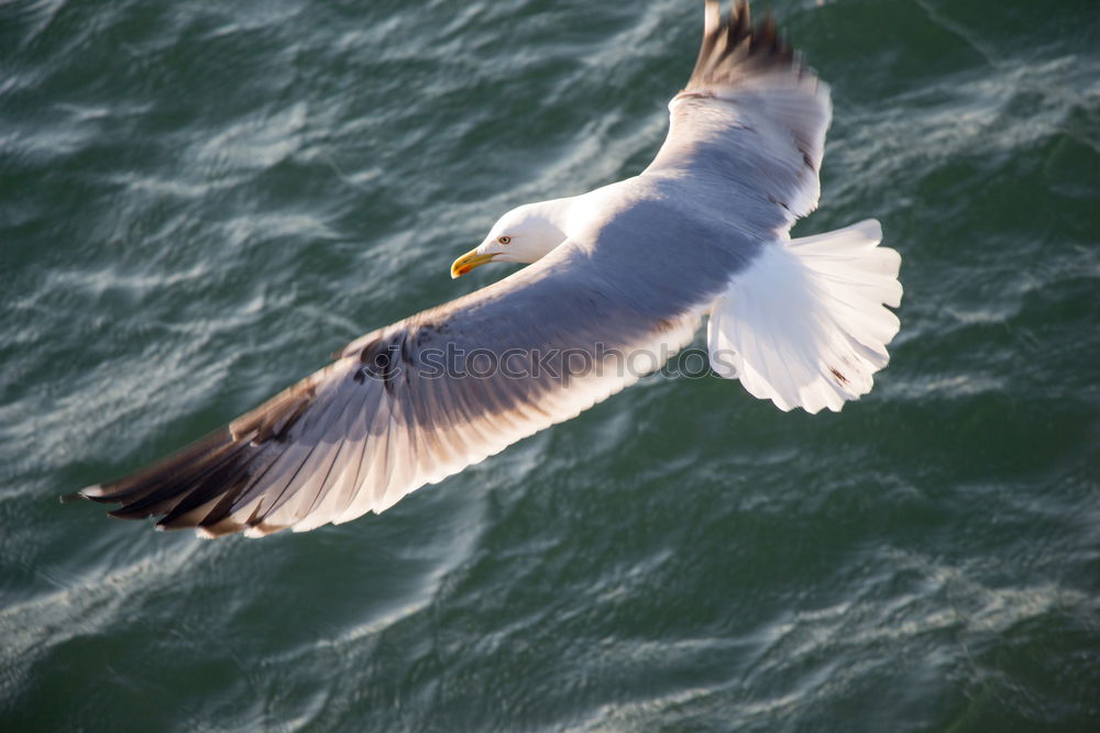 Similar – Image, Stock Photo formation seagulls Ocean