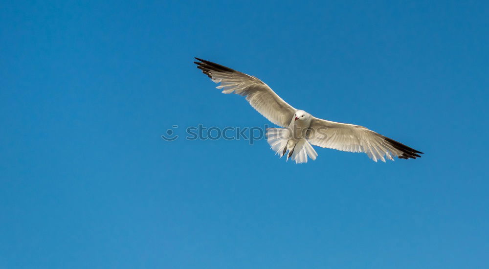 Similar – Image, Stock Photo seagull Bird Air Seagull