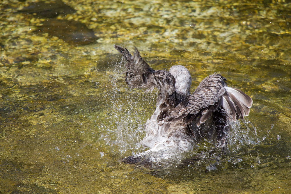 Similar – Tail in the air Water Pond