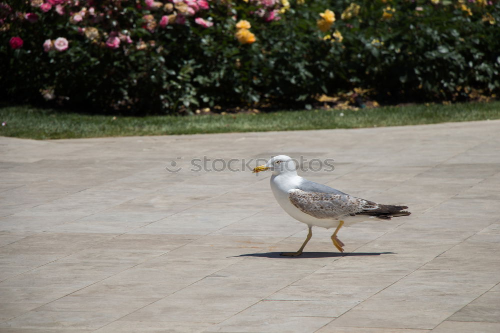 Similar – Foto Bild Tappsi, die tappsende Möwe aus Göteborg.