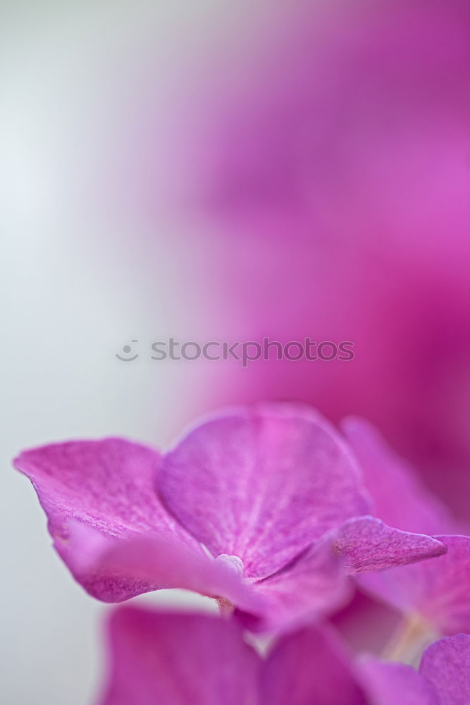 Similar – Image, Stock Photo Pink Blossoms Flower