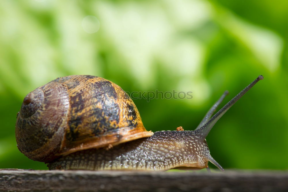 Similar – Schnecke *3