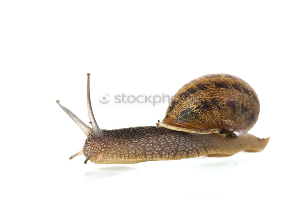 Similar – Nackte Schnecke oder Nacktschnecke