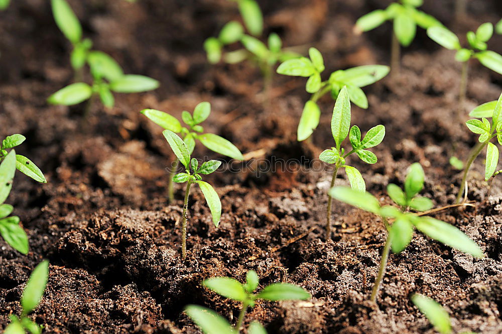 Similar – grow together… Parsley