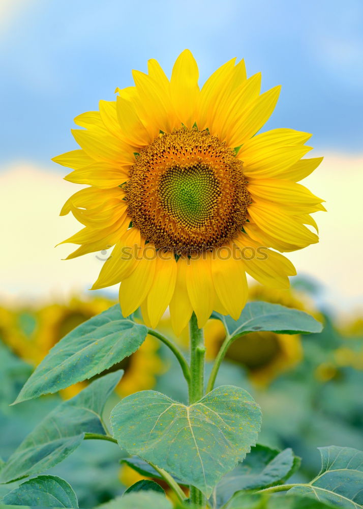 Similar – sunflower Beautiful Summer