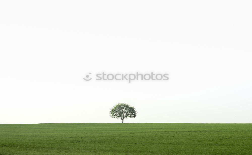 Similar – 3 trees Nature Landscape