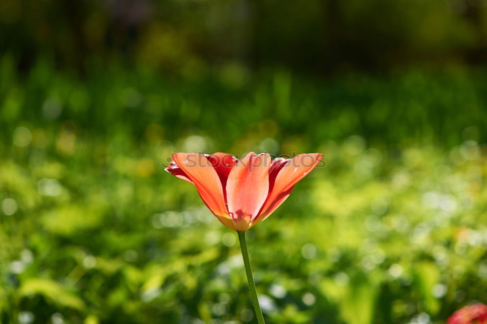 Similar – Image, Stock Photo fire tulip Summer Sun