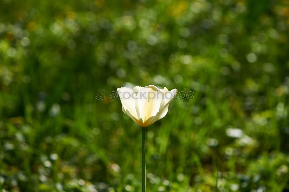 Similar – Image, Stock Photo sun lovers Crocus Grass