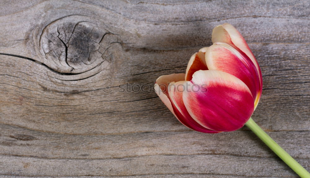 Similar – Image, Stock Photo tulip Snowboard