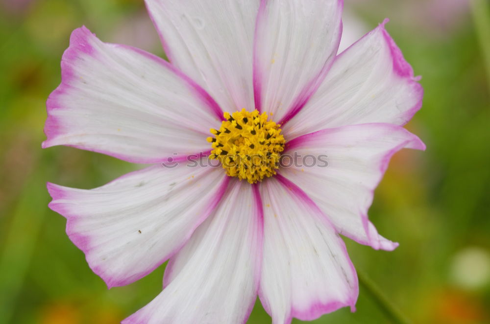 Image, Stock Photo Detailed view of an autumn anemone