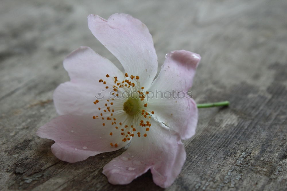 Similar – Image, Stock Photo Mystic flower II Flower