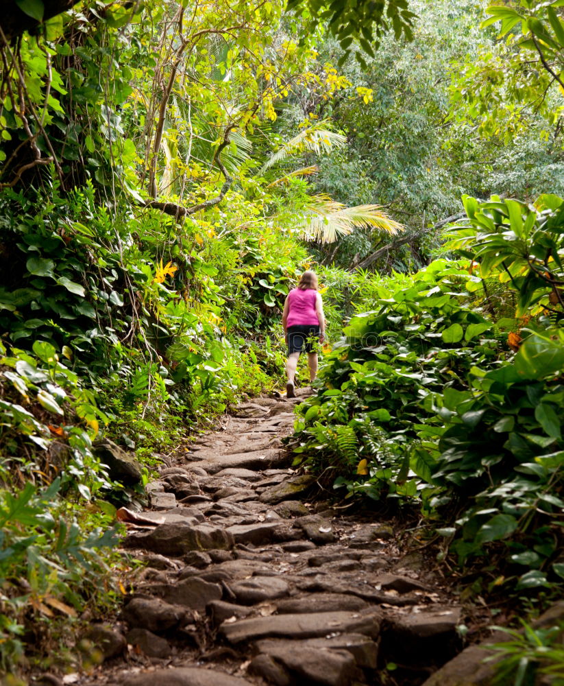 Similar – Woman climbing stairs in the forest