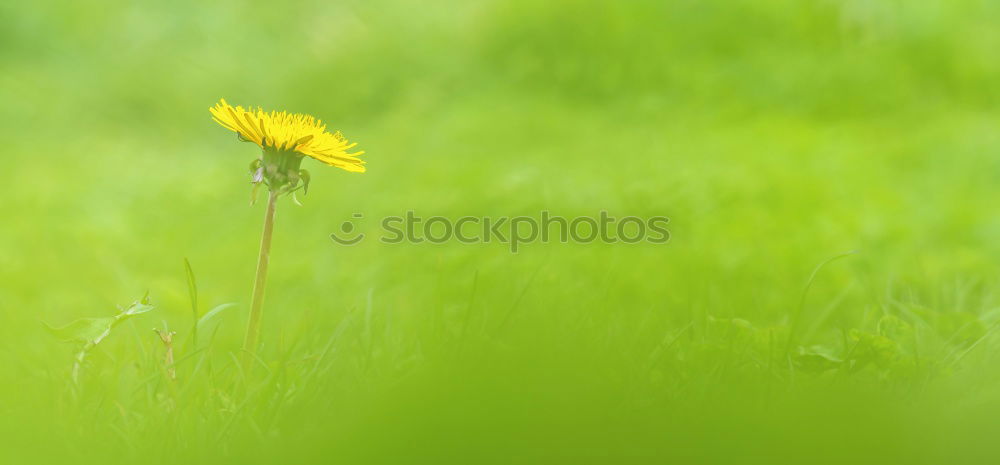 Similar – Foto Bild unerwünscht schön Frühling