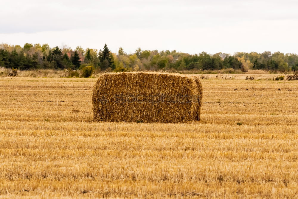 Similar – Image, Stock Photo harvest time Nature