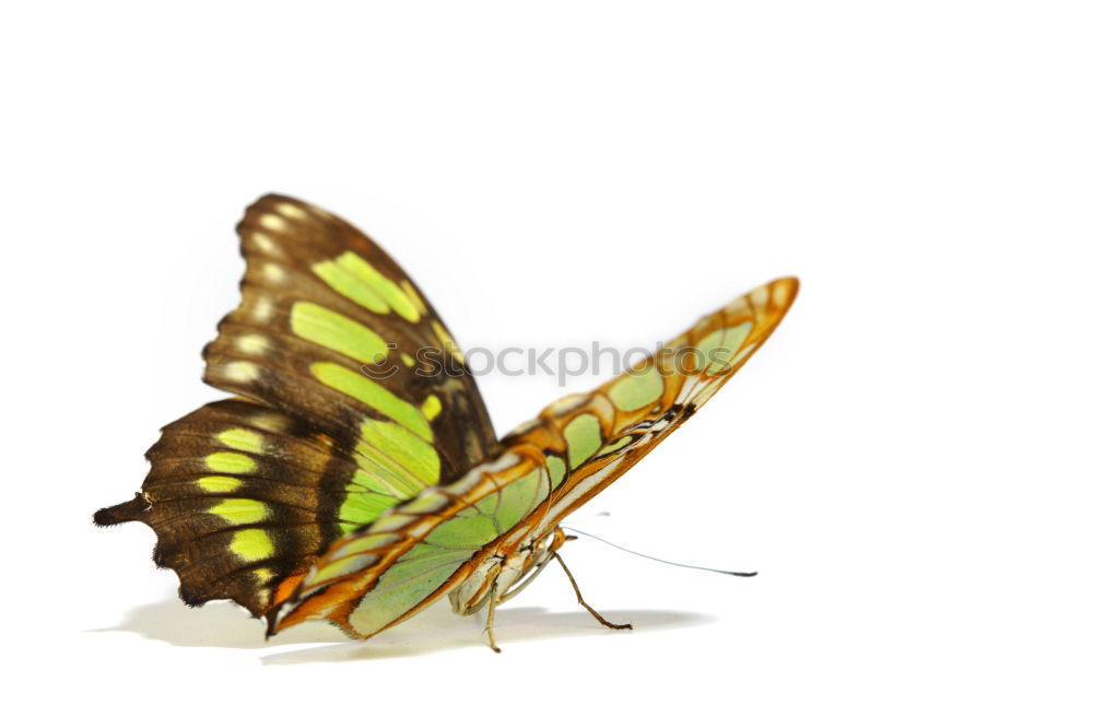 Similar – Image, Stock Photo butterflies Nature Animal