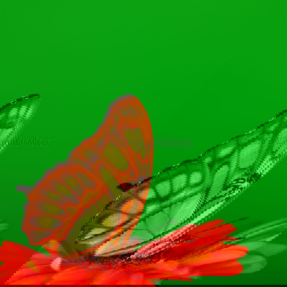 Similar – Image, Stock Photo Malachite butterfly on red blossom