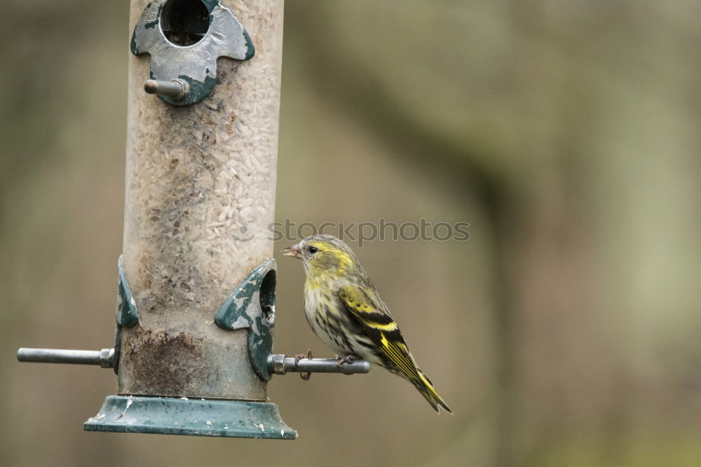 Similar – Image, Stock Photo robin Animal Wild animal