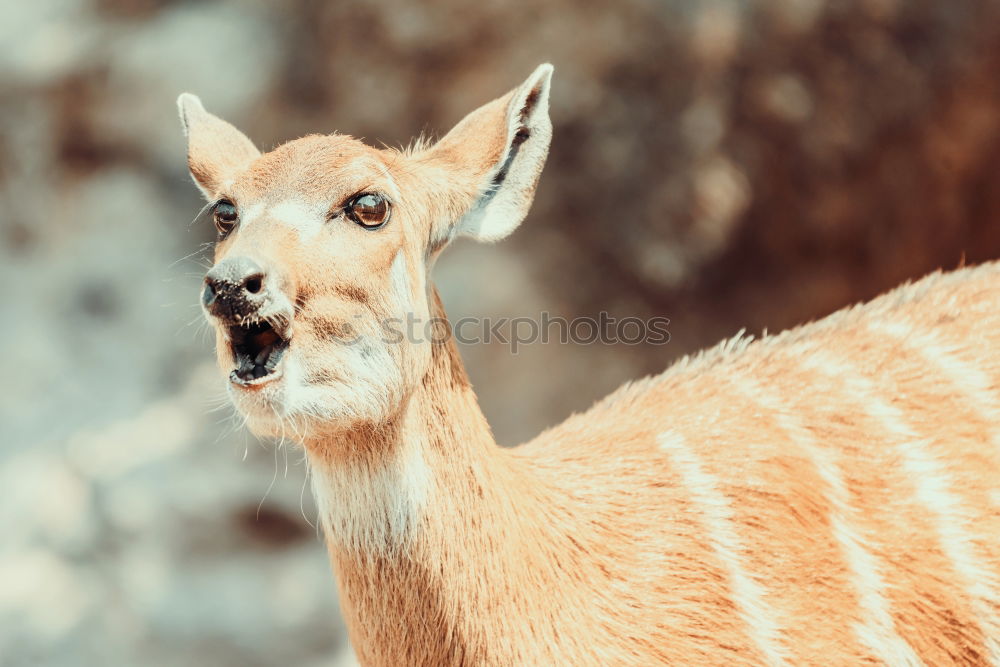 Sitatunga or Marshbuck (Tragelaphus spekii) Antelope In Africa