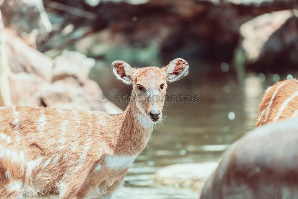 Similar – Foto Bild Bambi Tier Wildtier