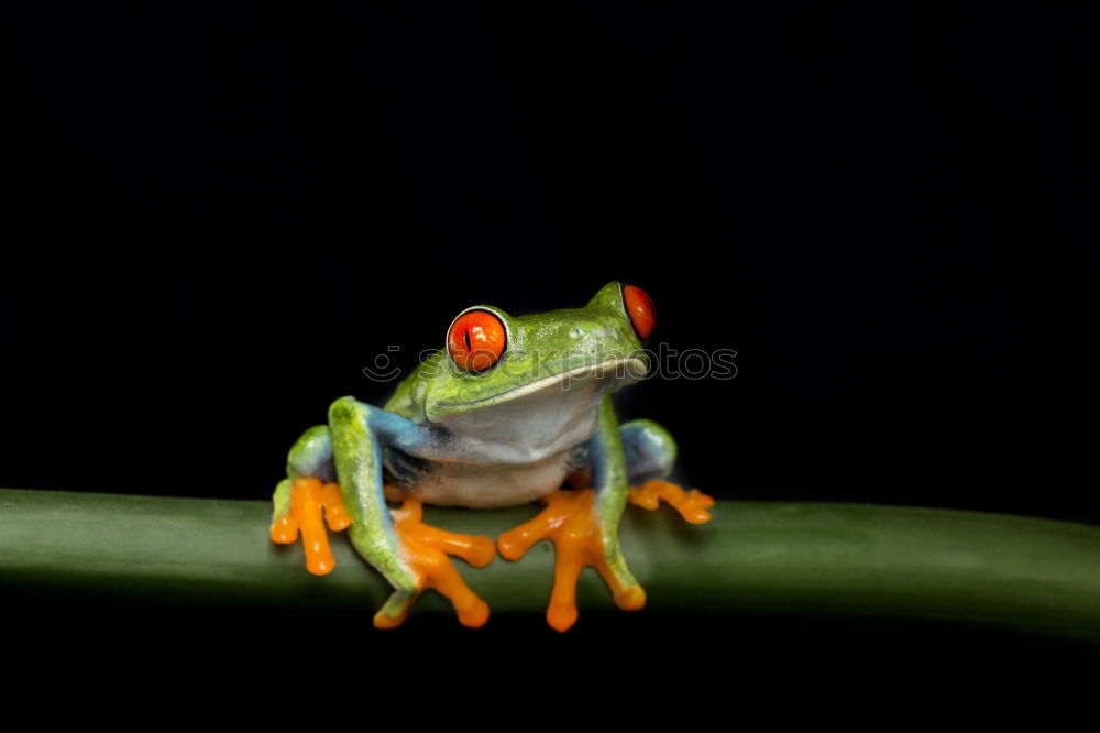 Similar – Baby Frog on Flower Bud