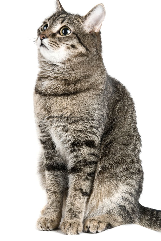 Similar – Image, Stock Photo wild Town Wild animal Cat