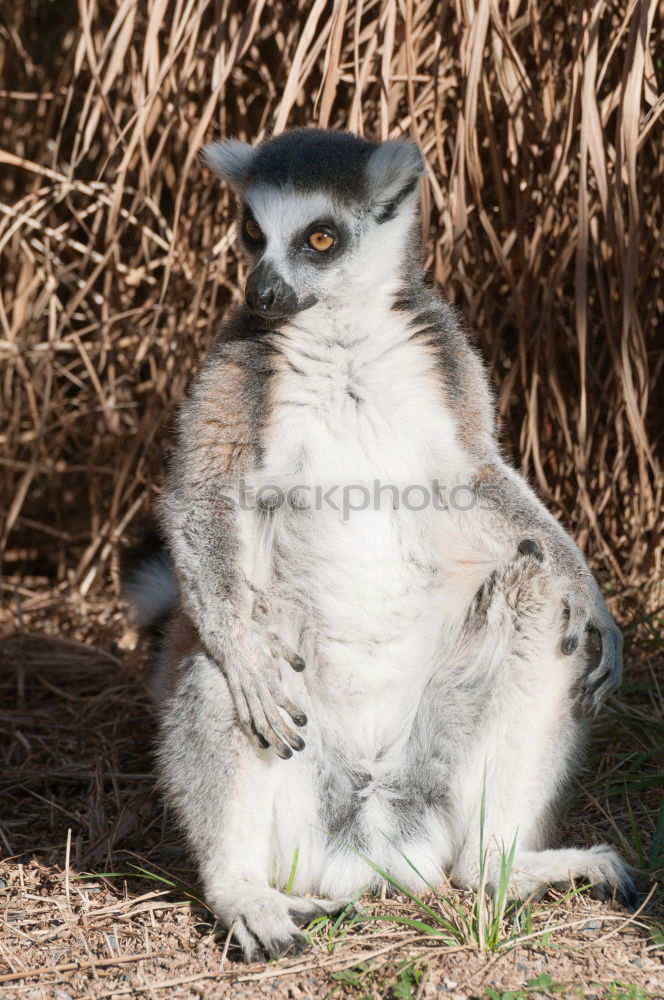 Similar – Image, Stock Photo Unmotivated monkey