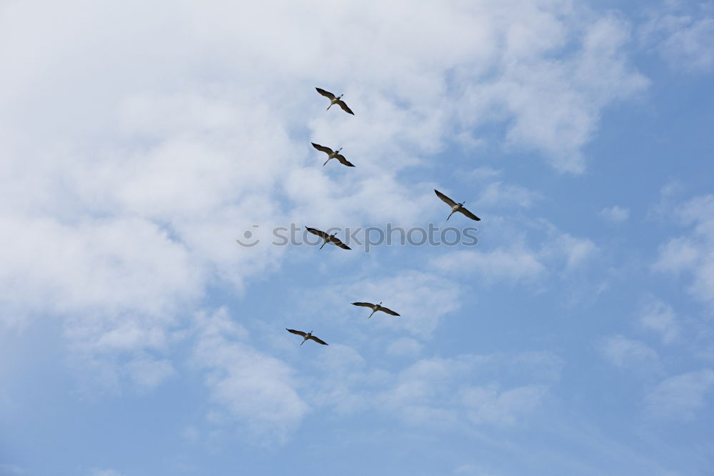 Similar – Pelicans III Sky