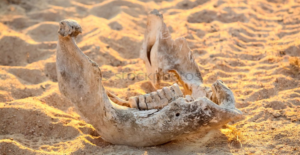 Similar – Image, Stock Photo Animal skull in a desertical environment