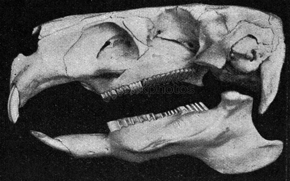 Similar – Foto Bild bissig fletschen