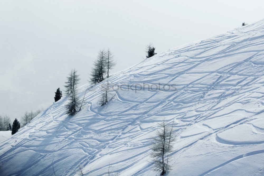 Similar – Baumloben | Schiefe Bank